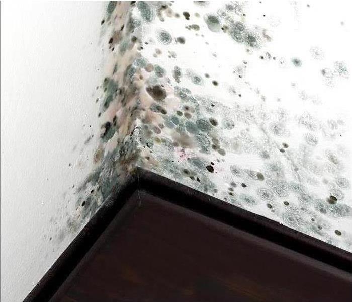 In the corner of a room, the bottom of the wall has mold on it